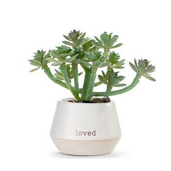 Mini Succulent Loved
