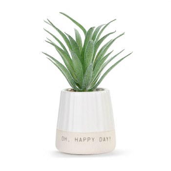 Mini Succulent Oh Happy Day