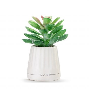Mini Succulent Xo