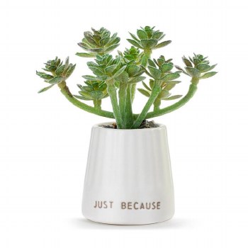 Mini Succulent White