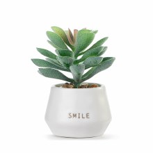 Mini Succulent Smile
