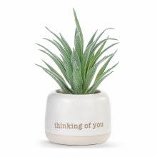 Mini Succulent Thinking Of You