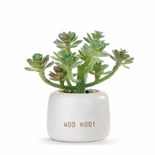 Mini Succulent Woo Hoo!