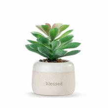 Mini Succulent Blessed