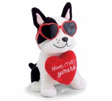 Puppy Boston Terrier with Sunglasses