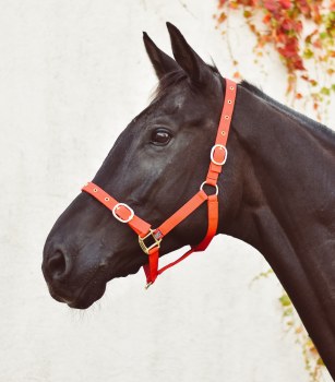 Equisential Nylon Headcollar (Red) Pony