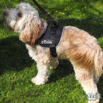 Jet Advanced Slip-On Harness Size L