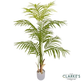 Lady Palm Tree 110cm