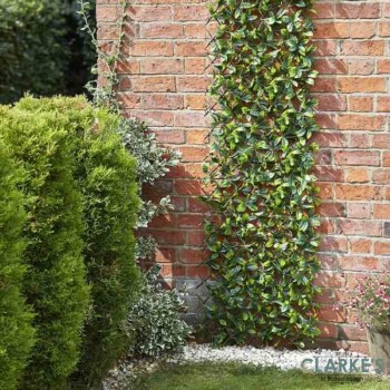 Lemon Leaf Trellis 180 x 90 cm