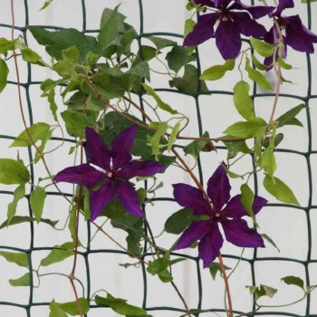 Climbing Plant & Fencing Mesh 50mm, 0.5 x 5m Brown