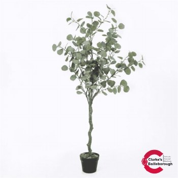 Eucalyptus Tree 130cm