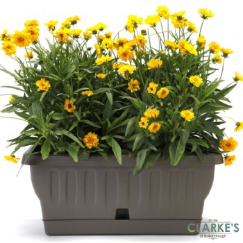 Natura Planter Pot with Water Reservoir Cappuccino 40cm
