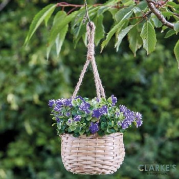 Florets - Hanging Basket Bouquet Blue