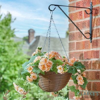 Regal Hanging Basket - Begonia Blooms