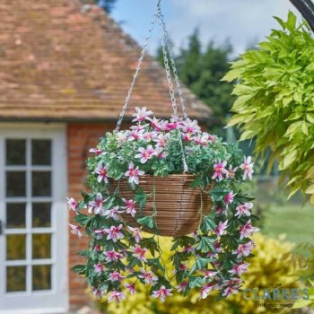 Regal Hanging Basket - Star Gazing Lilies