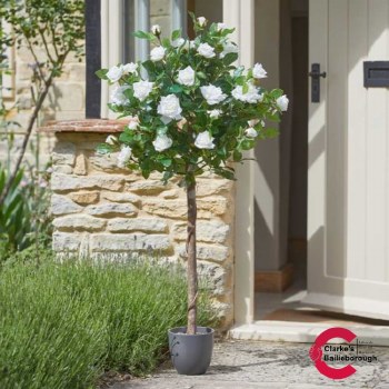Regents Roses Tree Sunshine White 120cm