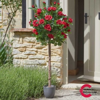 Regents Roses Tree Ruby Red 120cm