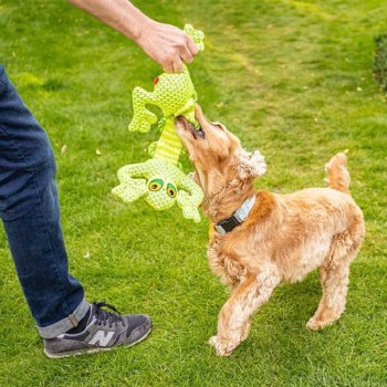Dura-Gecko Dog Toy