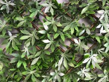 Evergreen Artificial Hedge Trellis 2x1m Evergreen Artificial Hedge Trellis 2x1m
