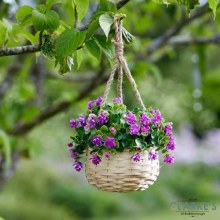 Florets - Hanging Basket Bouquet Purple