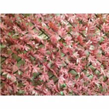 Red Acer Artificial Hedge Trellis 2x1m