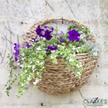 Hyacinth 16" Flower Planting Wall Basket