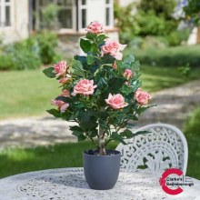 Regents Roses Tree Perfect Pink 60cm