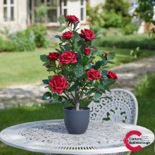 Regents Roses Tree Ruby Red 60cm