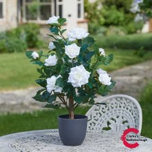 Regents Roses Tree White 60cm