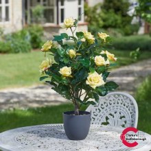 Regents Roses Tree Sunshine Yellow 60cm