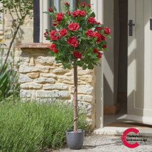 Regents Roses Tree Ruby Red 120cm