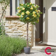 Regents Roses Tree Sunshine Yellow 120cm