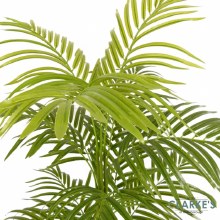 Additional picture of Lady Palm Tree 110cm