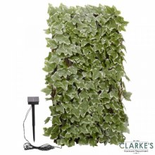 Additional picture of Solar In-Lit 75 LED Ivy Trellis 180 x 90cm