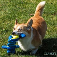 Additional picture of Dura-Croc Dog Toy