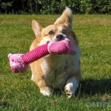 Additional picture of Necky Pig Dog Toy