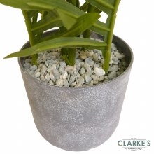 Additional picture of Mini Palm Tree 45cm