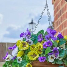 Additional picture of Regal Hanging Basket - Pansy Pourri