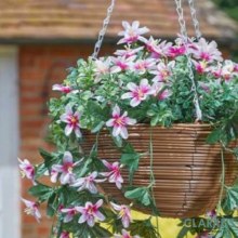 Additional picture of Regal Hanging Basket - Star Gazing Lilies