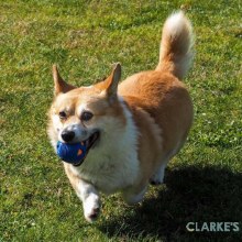 Additional picture of Rubber Crunch & Squeaky Gum Ball Dog Toy