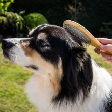 Additional picture of Zoon Dog Pin Brush