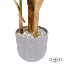 Additional picture of Lady Palm Tree 110cm