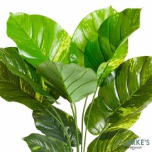 Additional picture of Leopard Lily - Faux Indoor Plant 70cm