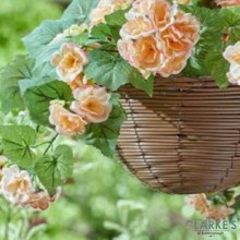 Additional picture of Regal Hanging Basket - Begonia Blooms