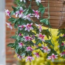 Additional picture of Regal Hanging Basket - Star Gazing Lilies
