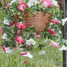 Additional picture of Regal Hanging Basket - Summer Bloom
