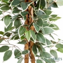 Additional picture of Weping Fig - Faux Indoor Plant 130cm