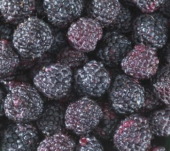 Blackberries -- Package 8 oz