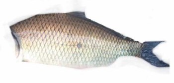 Buffalo Carp -- Per Lb