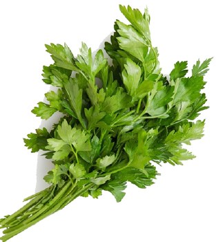 Cilantro -- Bunch